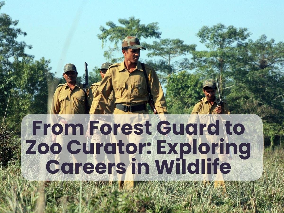 From Forest Guard to Zoo Curator: Exploring Careers in Wildlife